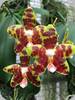 Phal. Black Beauty